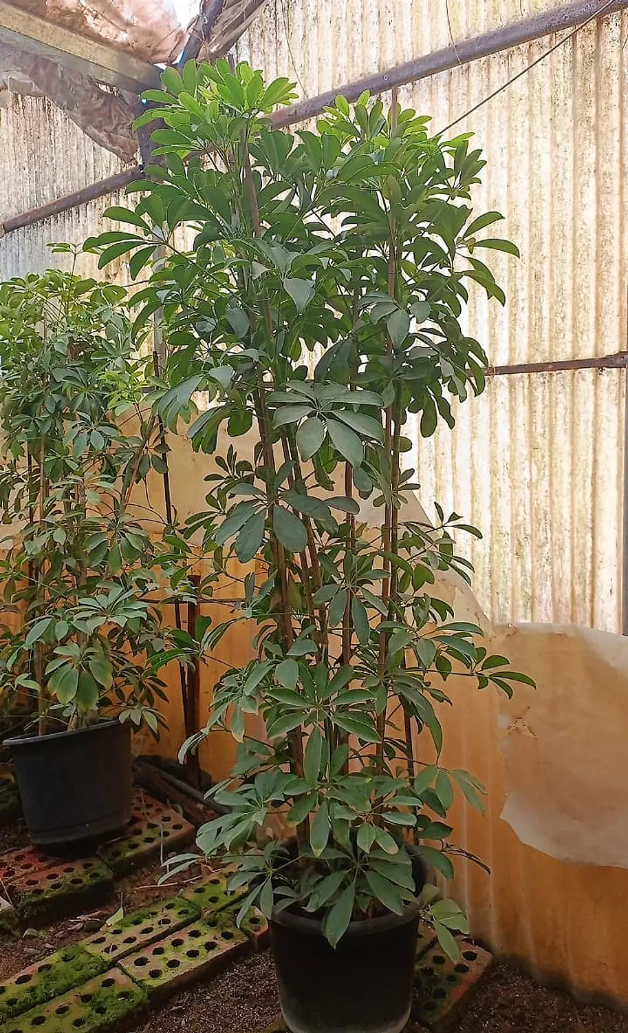 Schefflera Green 2