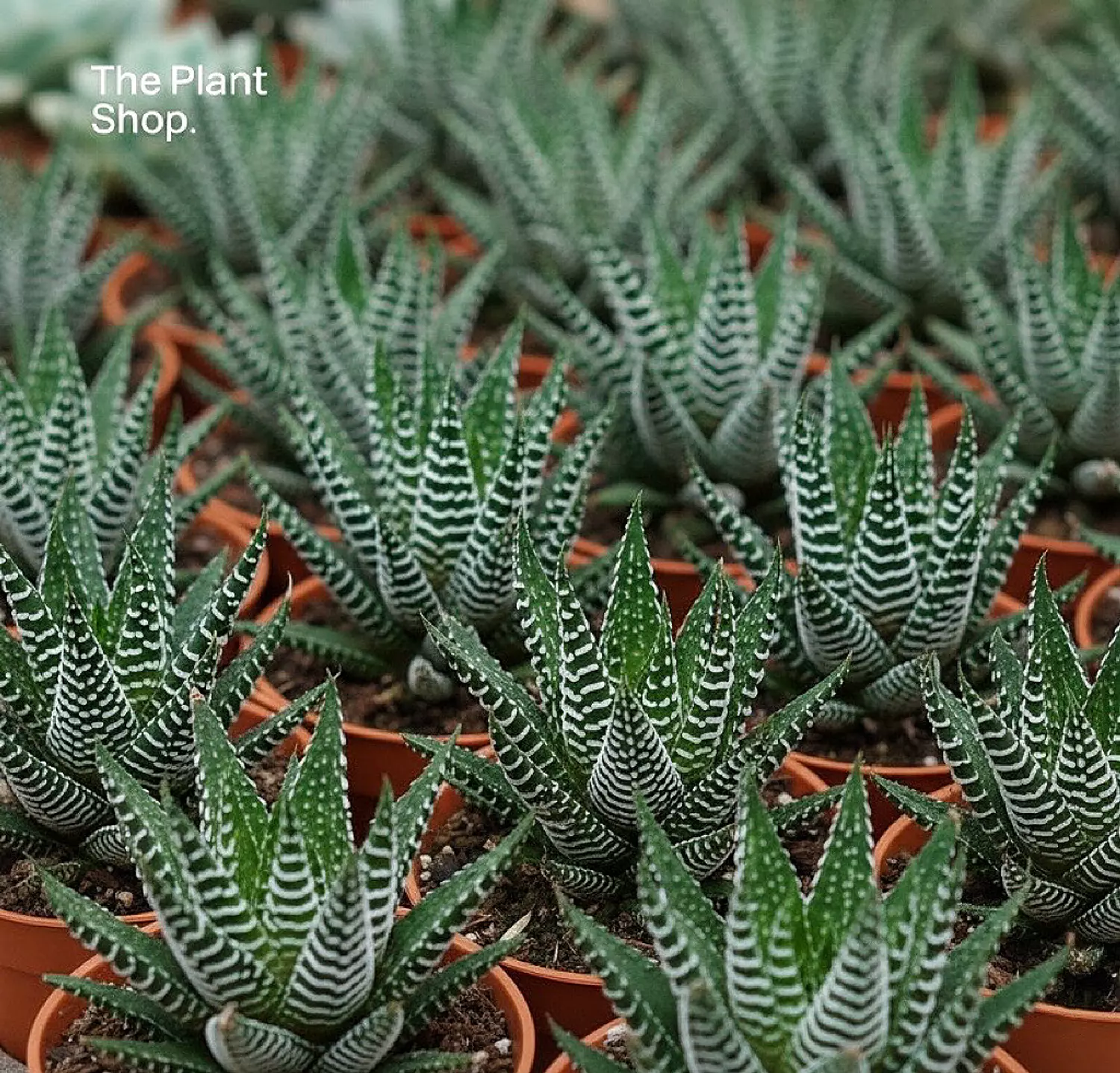 Zebra Plant 5