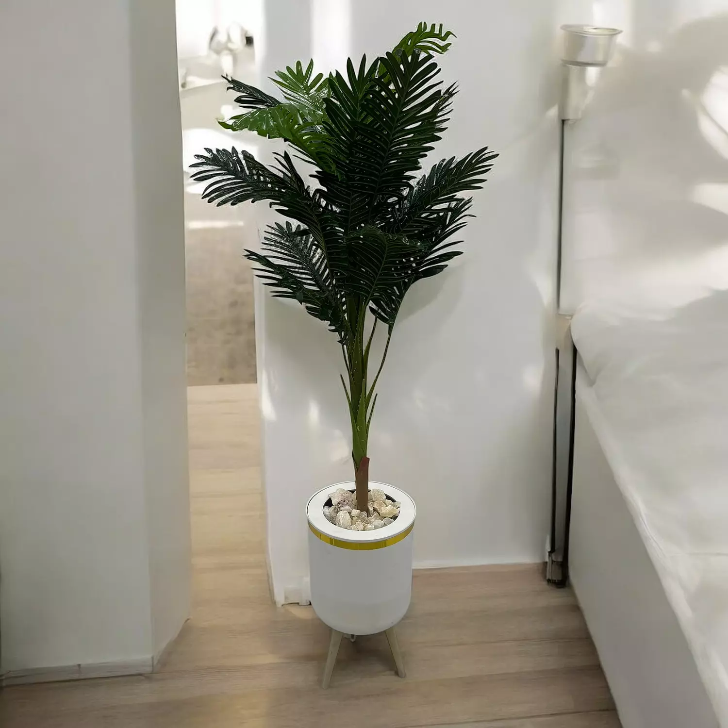 palm tree image