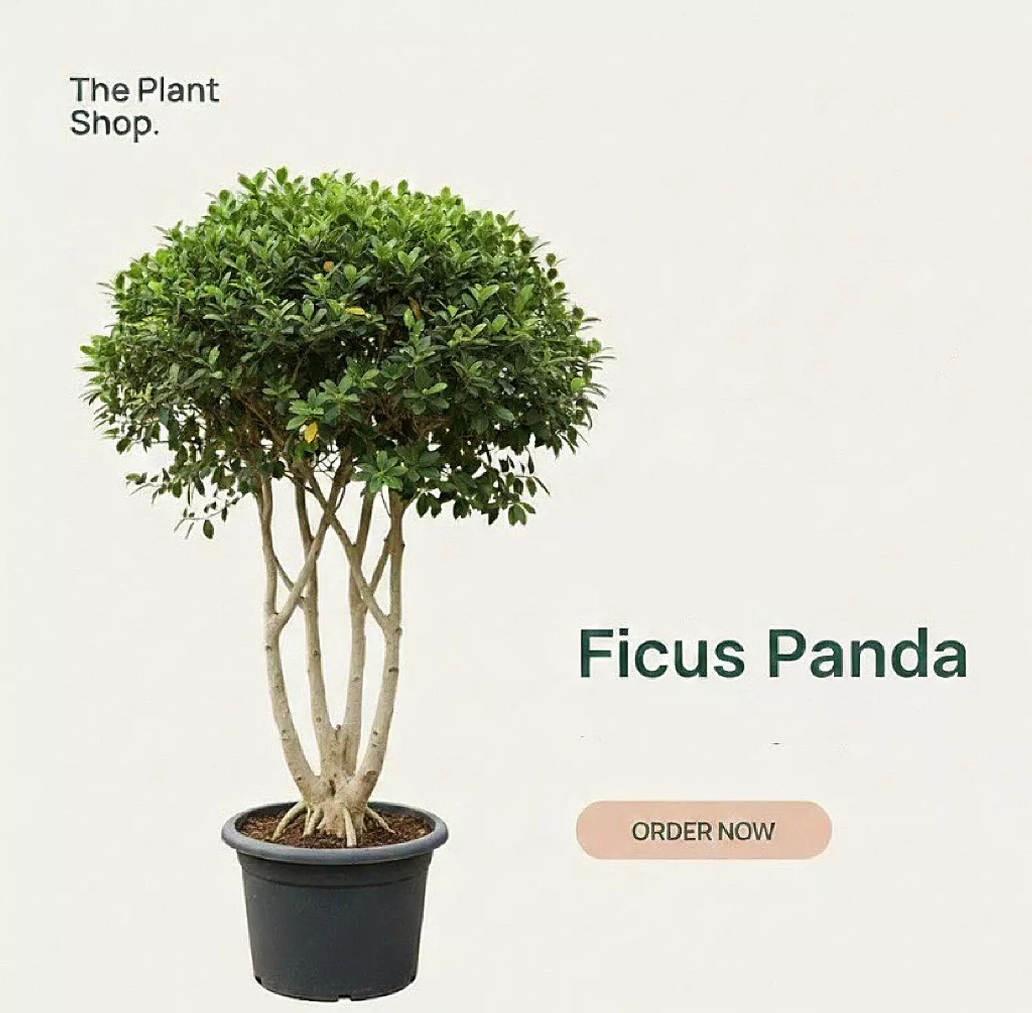Ficus Panda image