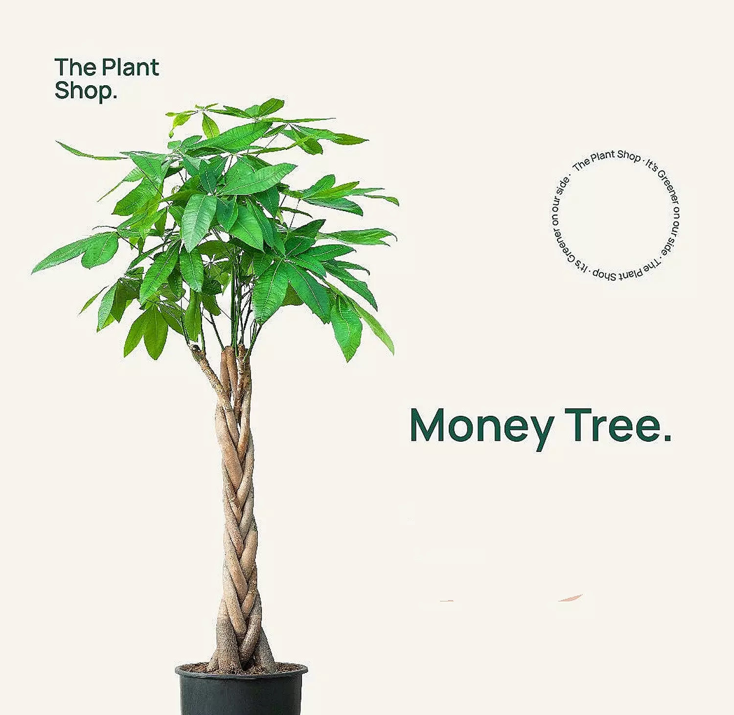 Money Tree image