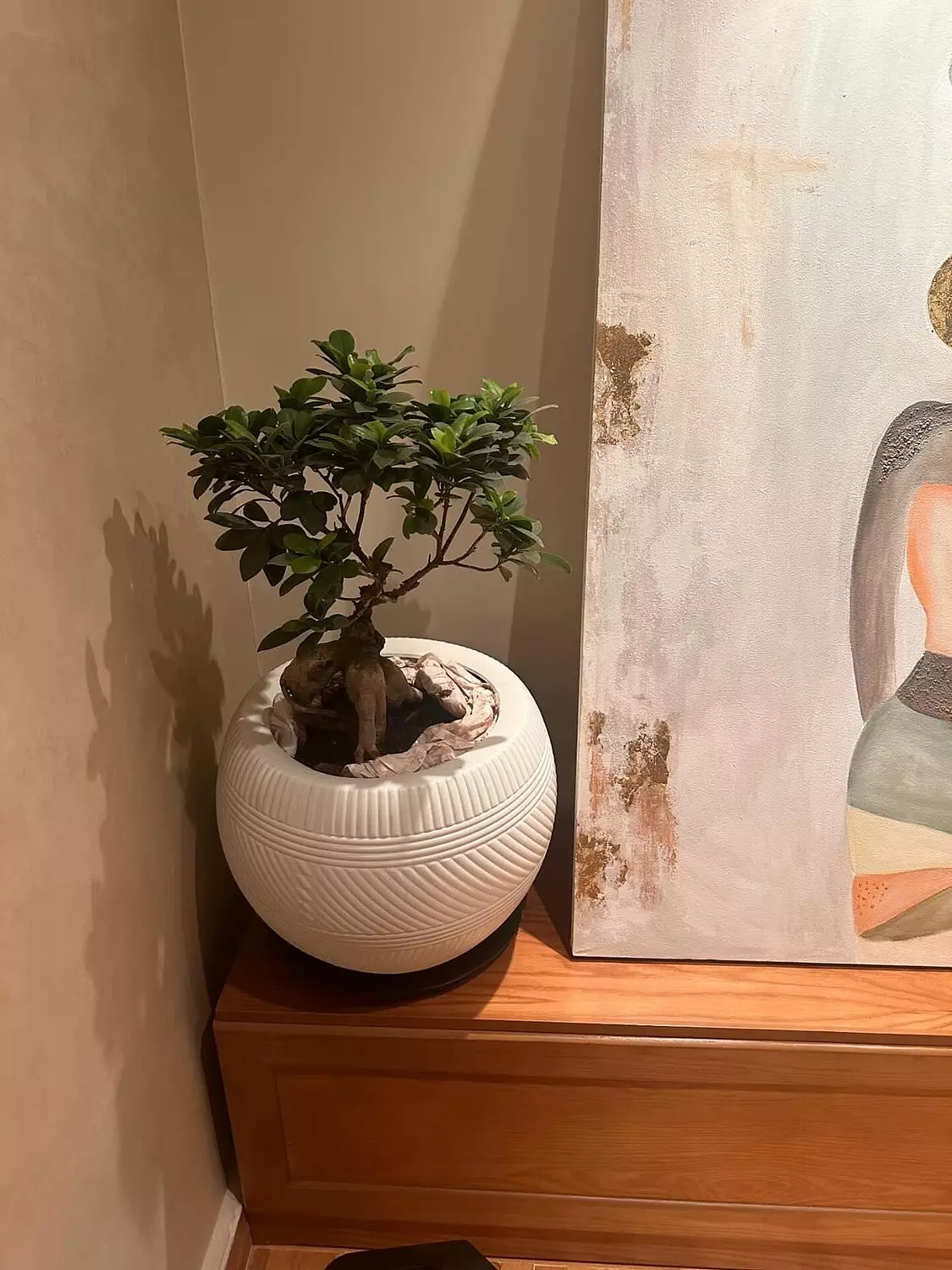 Ginseng Ficus Bonsai 5