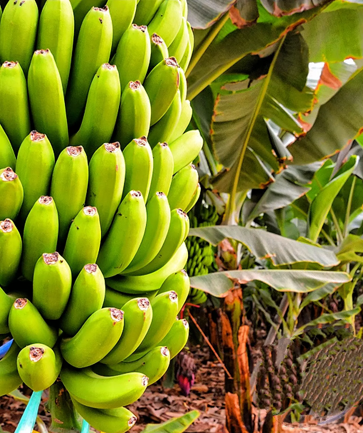 Banana  image