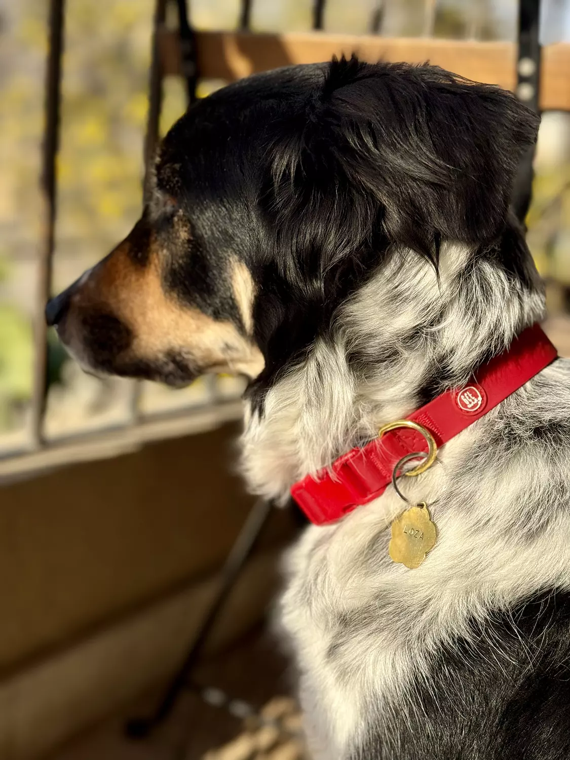 Essential Dog Collar hover image