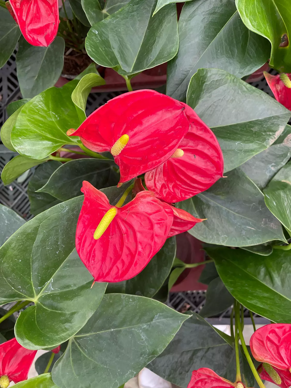 Anthurium 5
