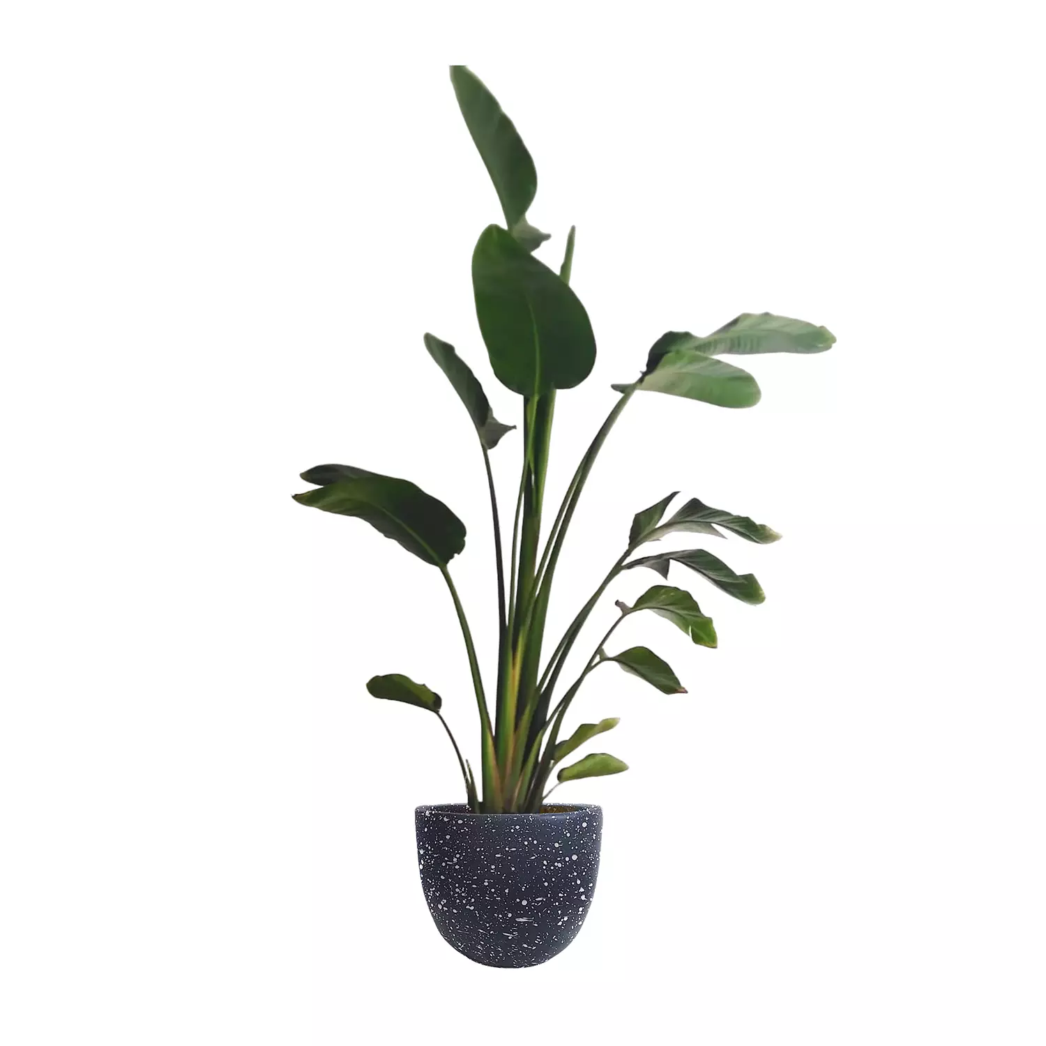 Augusta ''Banana Tree''  4