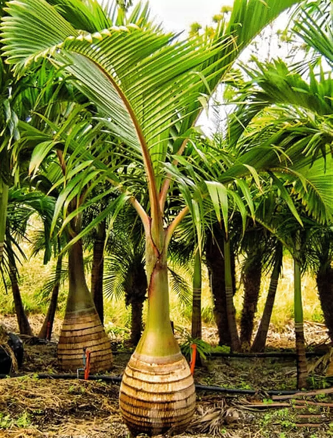 Bottle Palm image