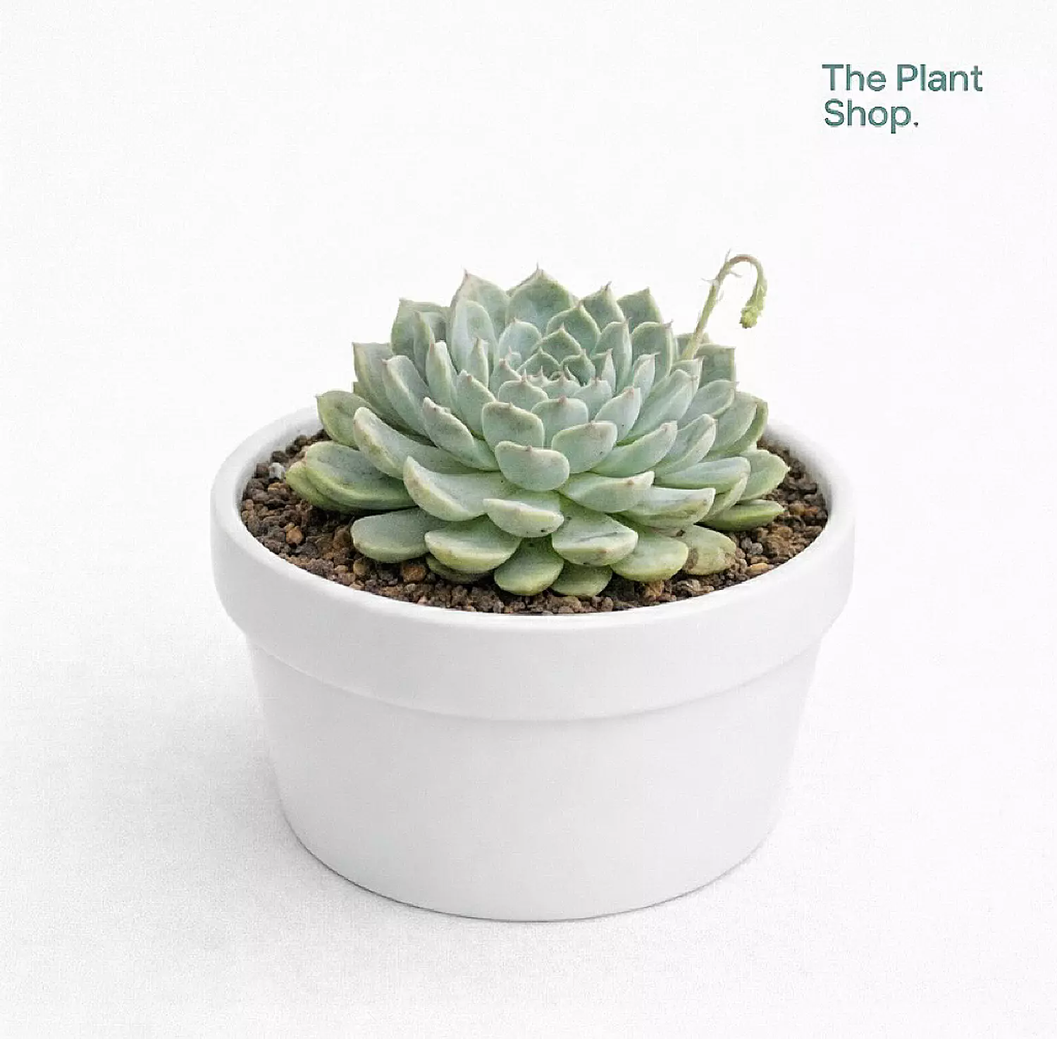 Jumbo Echeverias (5) image