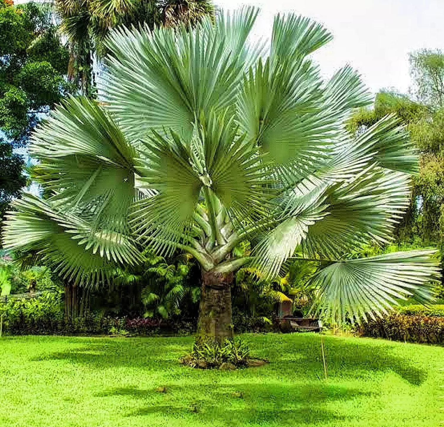 BISMARCK PALM image