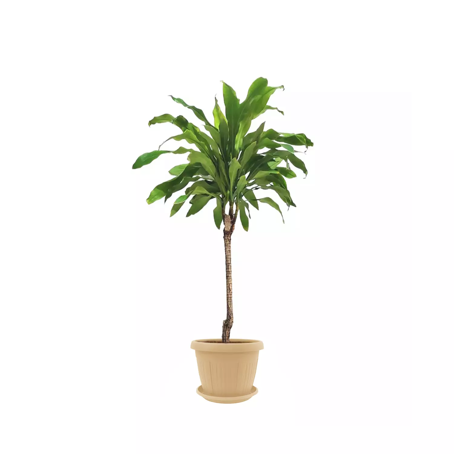 Dracaena fragrans 1