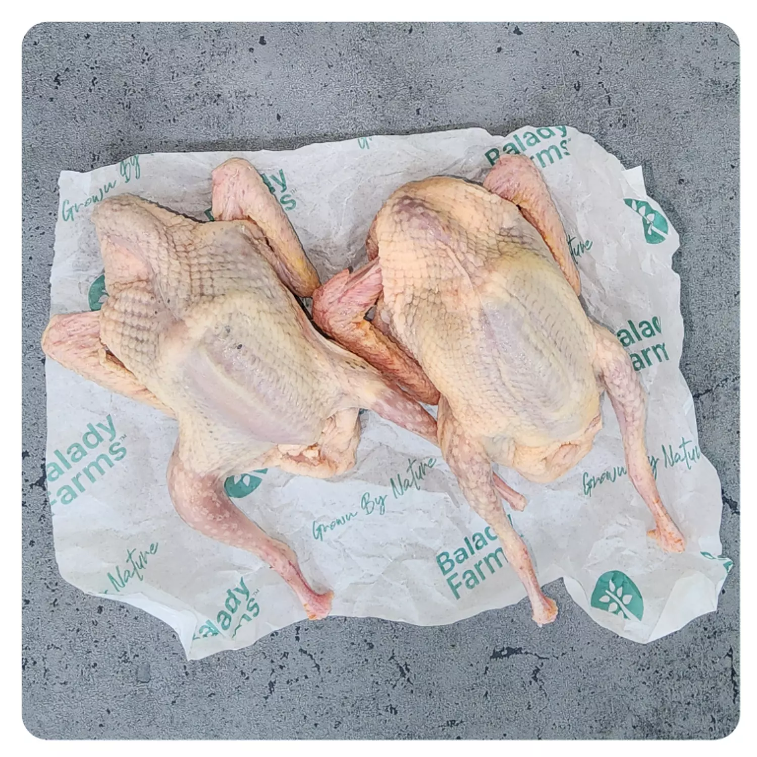 Pairs of Pigeon (Per Two)  image