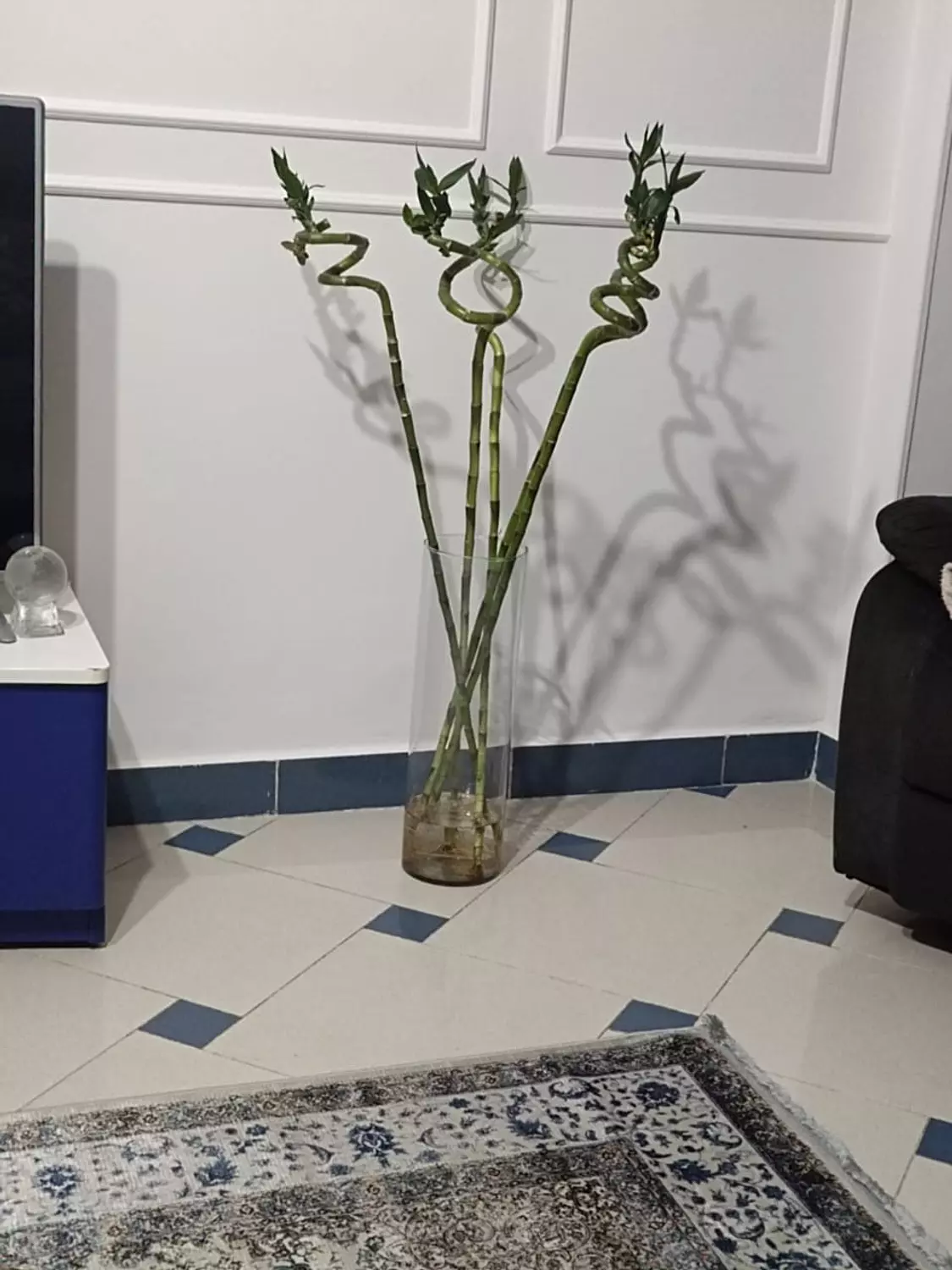 ( Chinese Bamboo (Special Offer  3