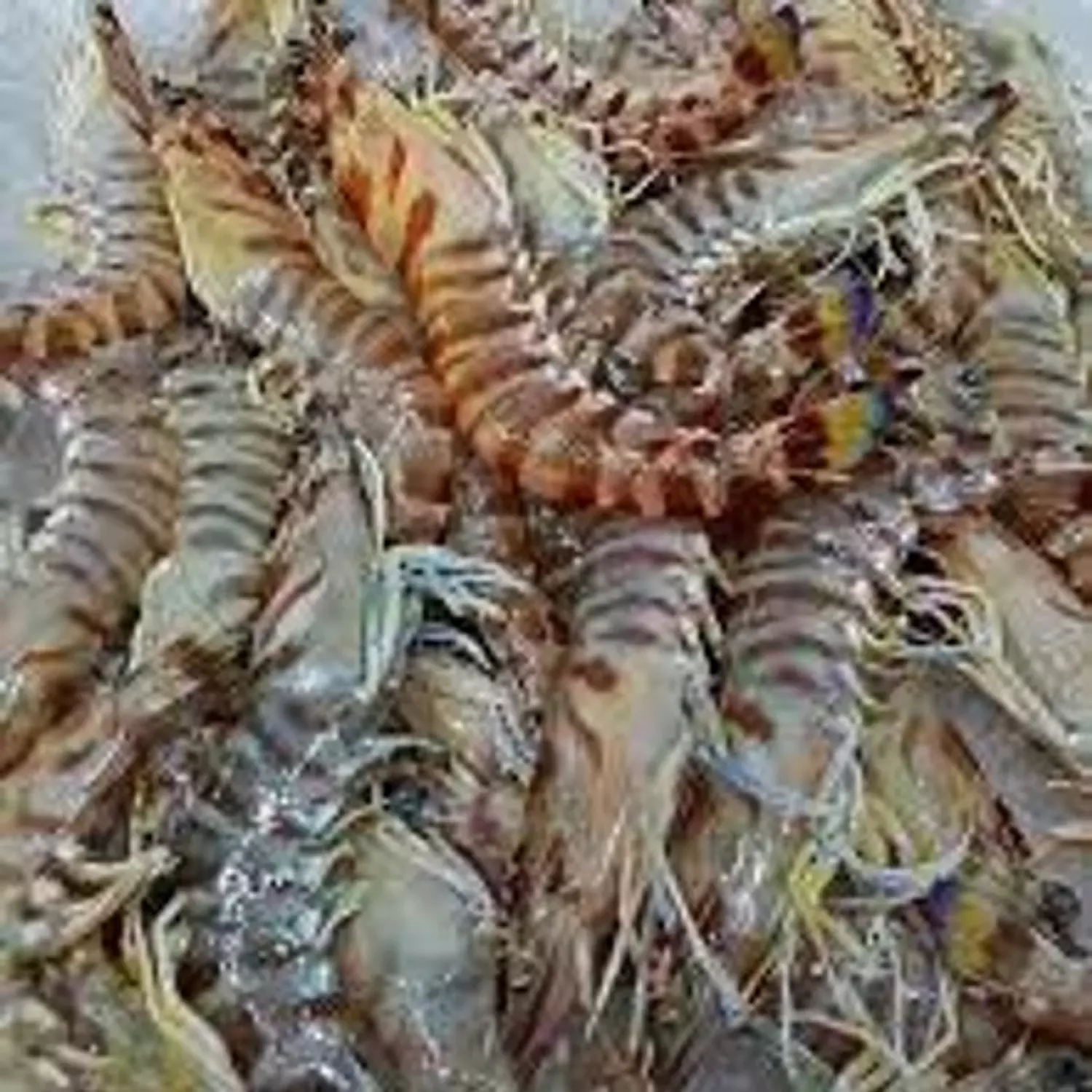 Kazzazi Shrimp Jumpo image