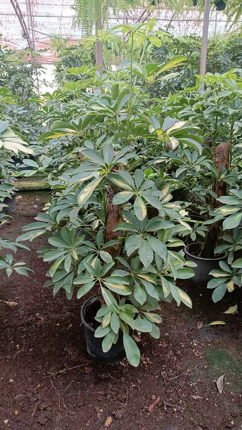 Schefflera Gold  1