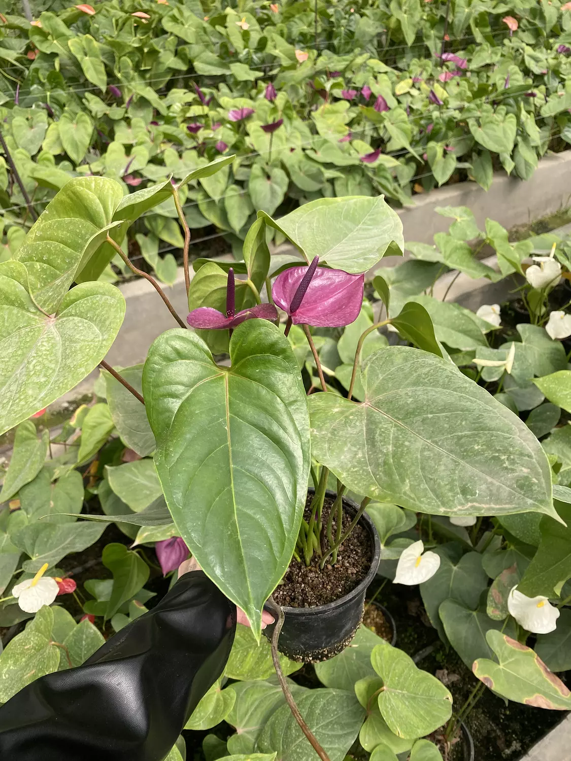Anthurium Purple  1