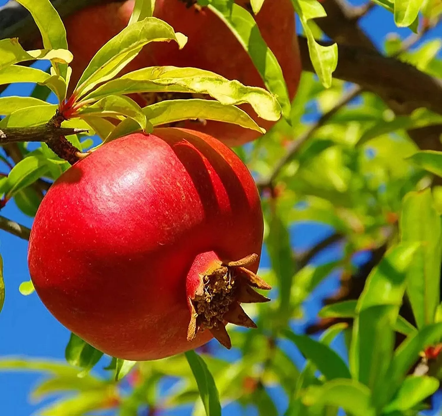 Pomegranate image