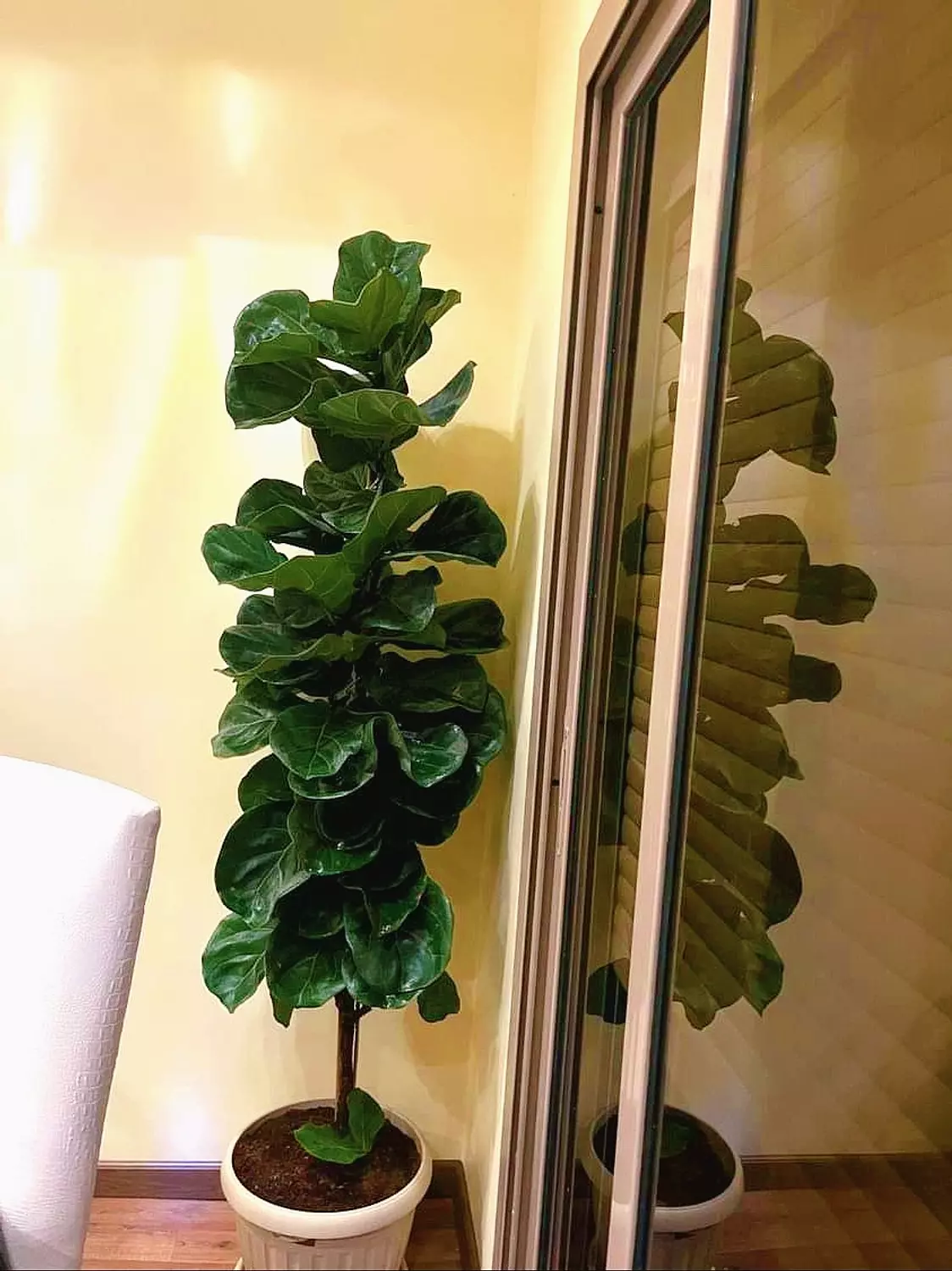 Fiddle Leaf Fig 5