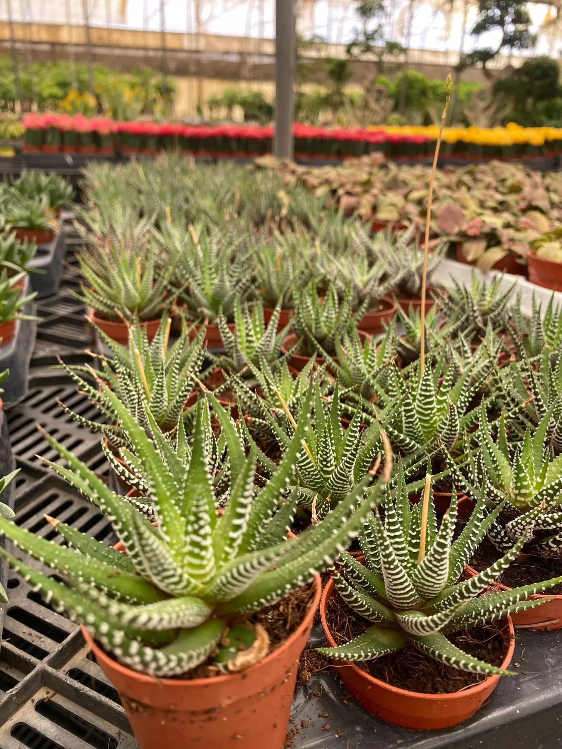 Zebra Plant 1