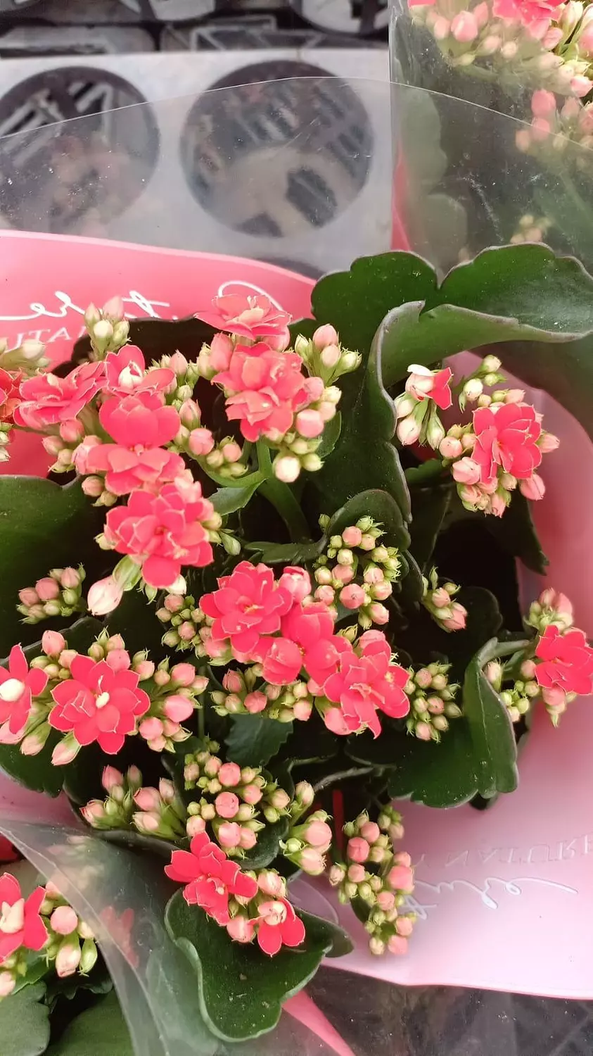 Florist Kalancheo 10