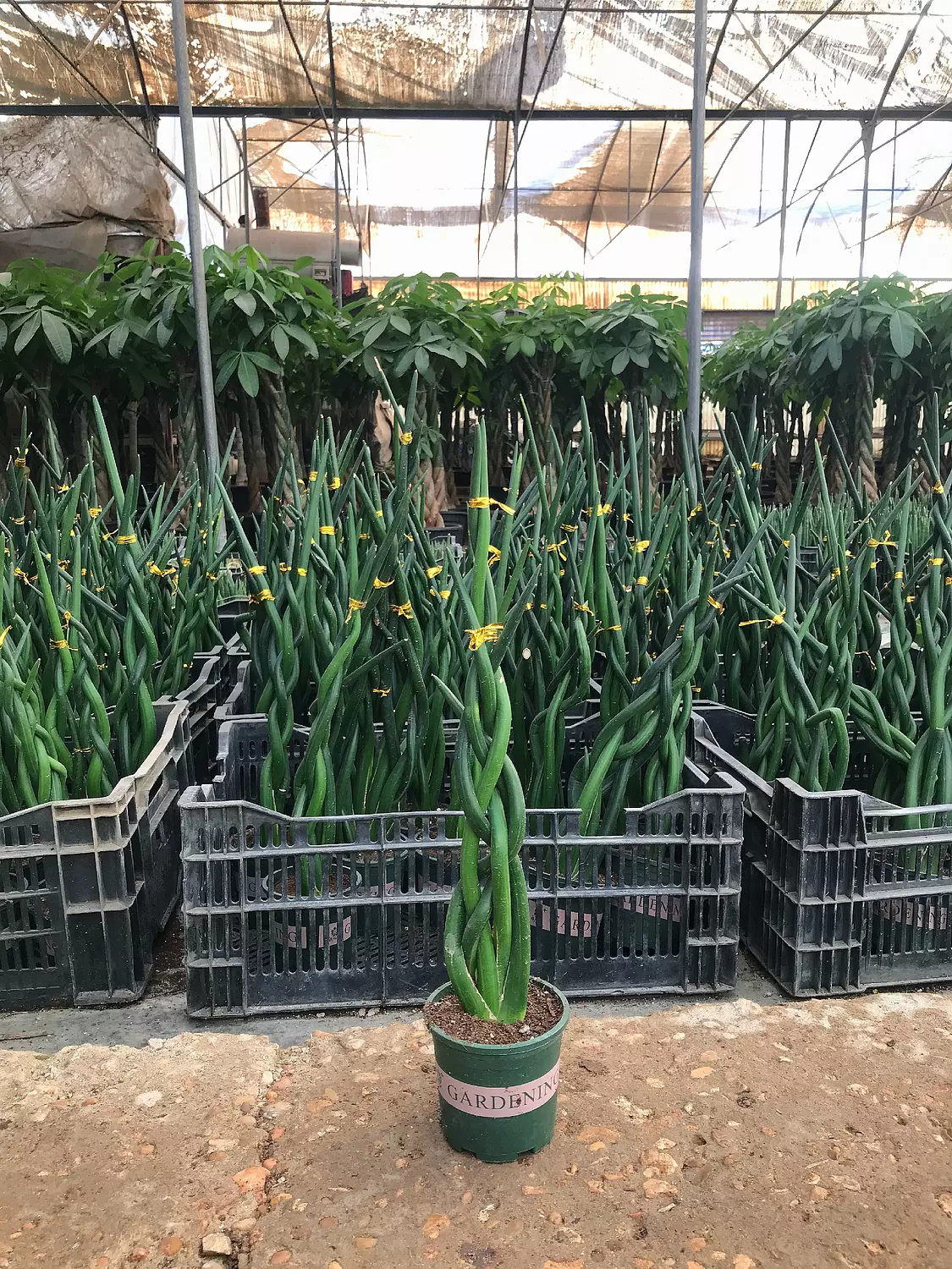 Sansevieria Cylindrica image