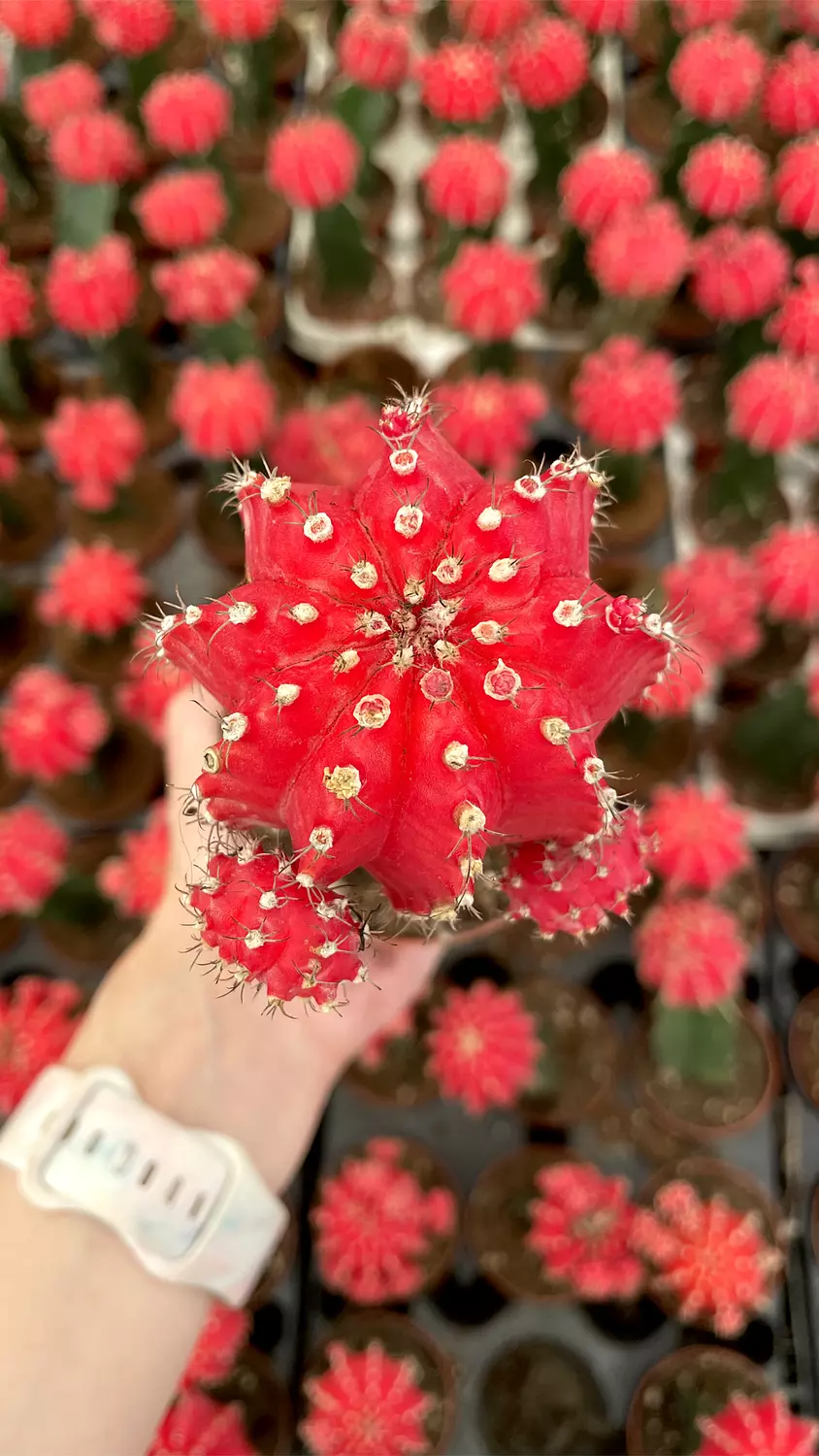 Neon Cactus 1