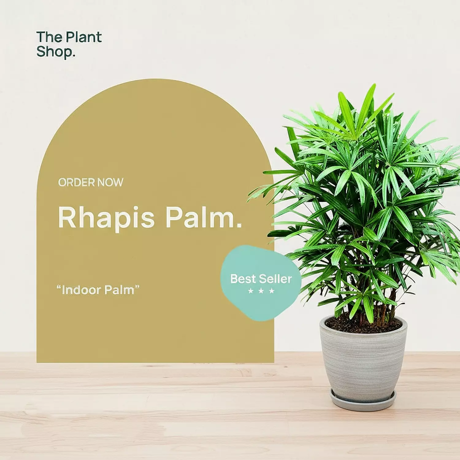 Rhapis " Lady Palm " image