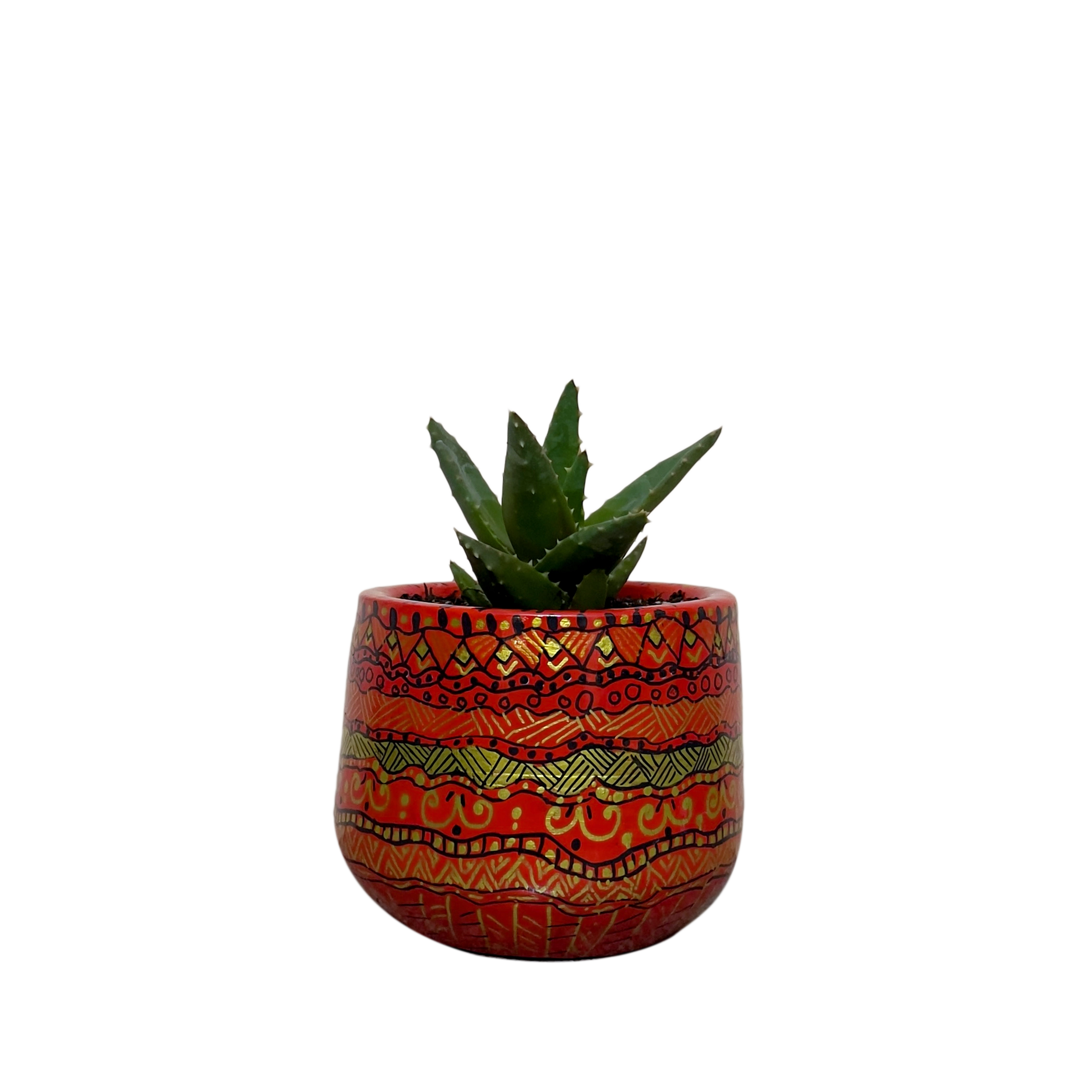 <h4 style="text-align: center"><span style="color: #2E2A26"><strong>Aloe Perfoliata - Radiant</strong></span></h4>