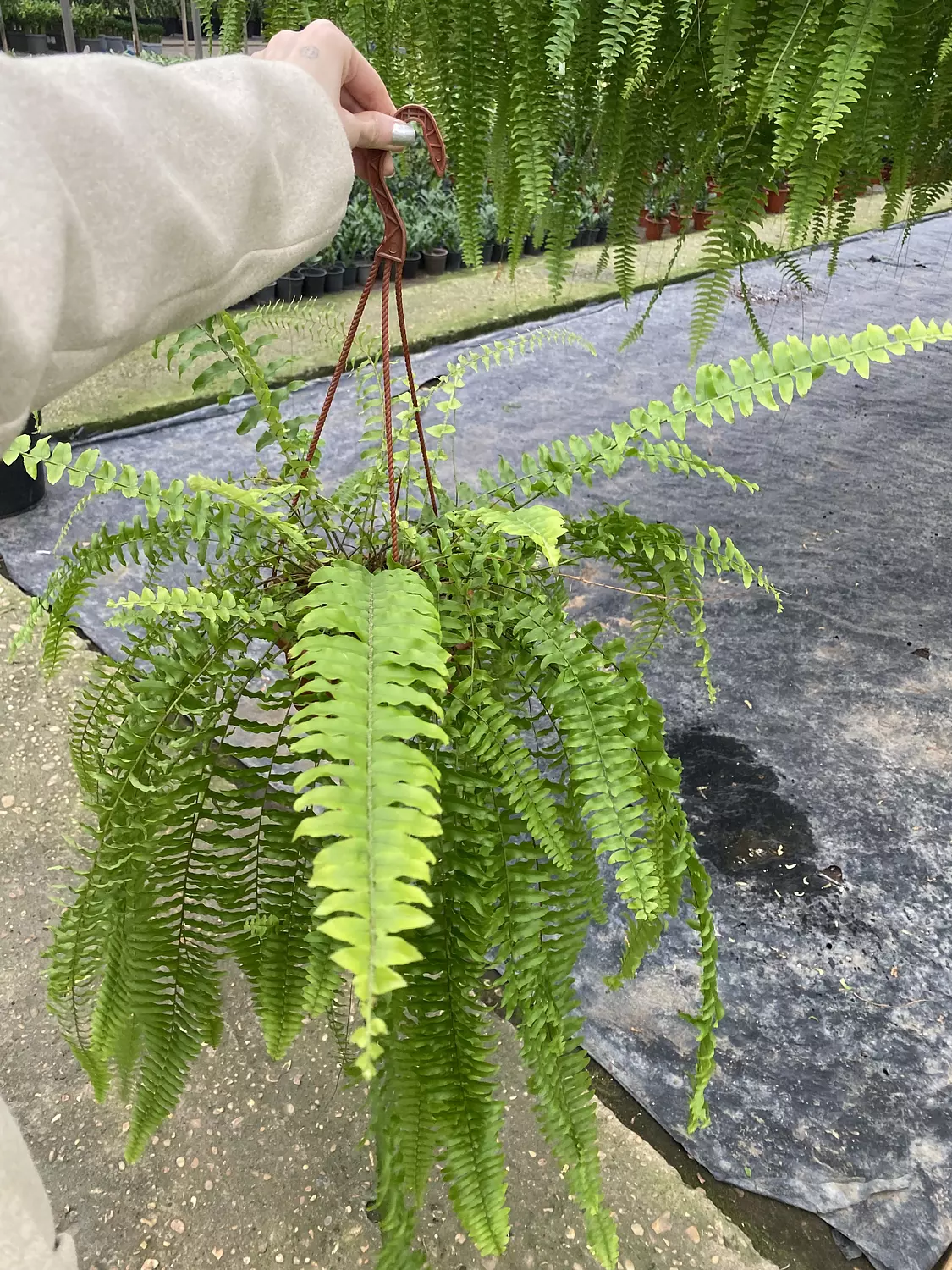 Hanging Boston Fern 2