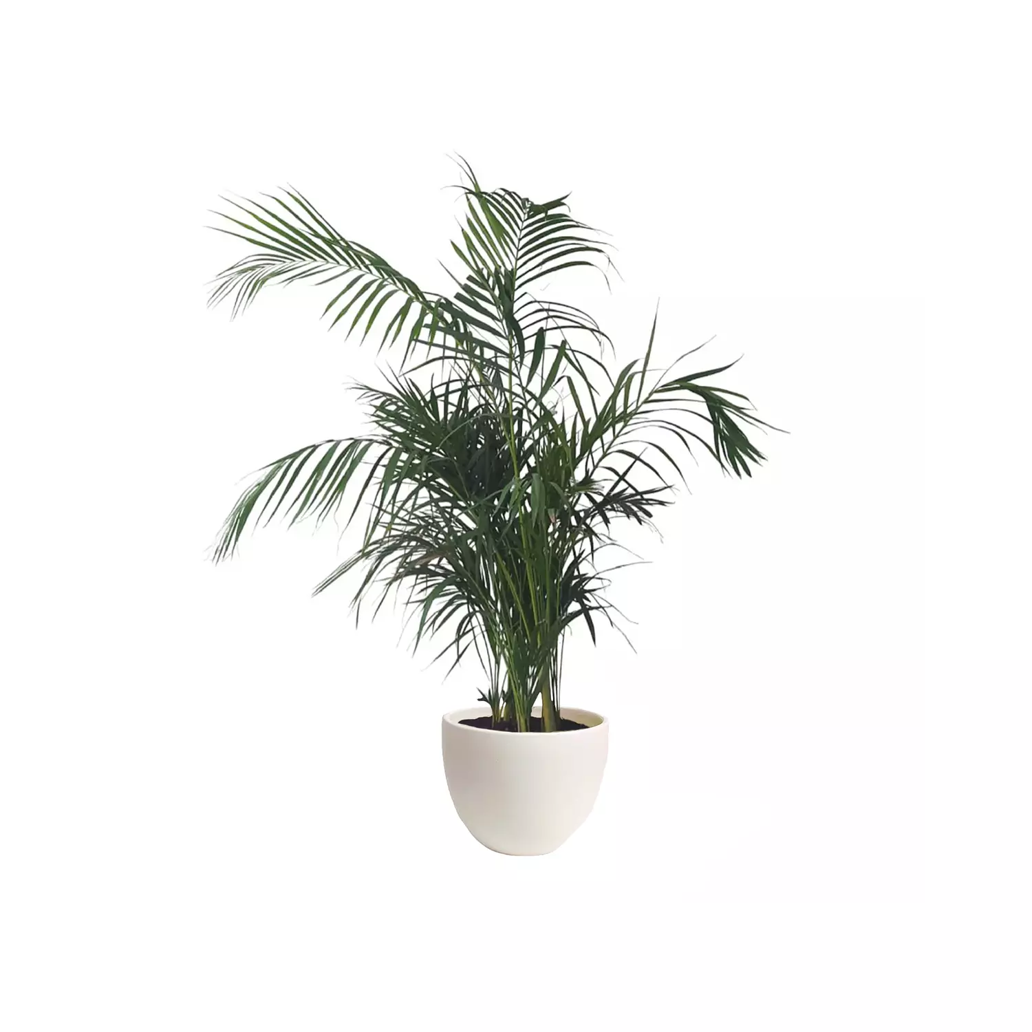 Areca Palm  2