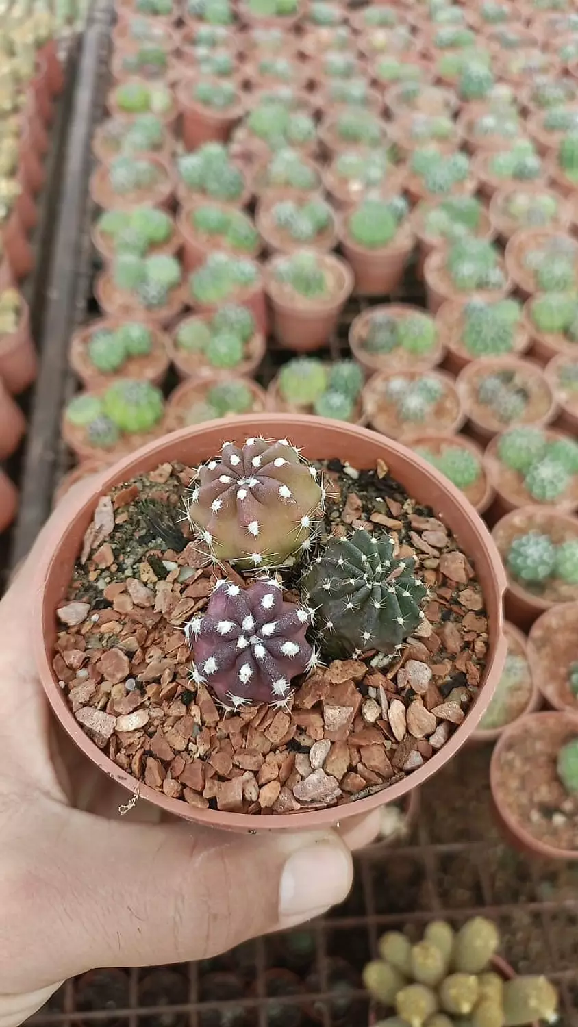 Moon Cactus  hover image