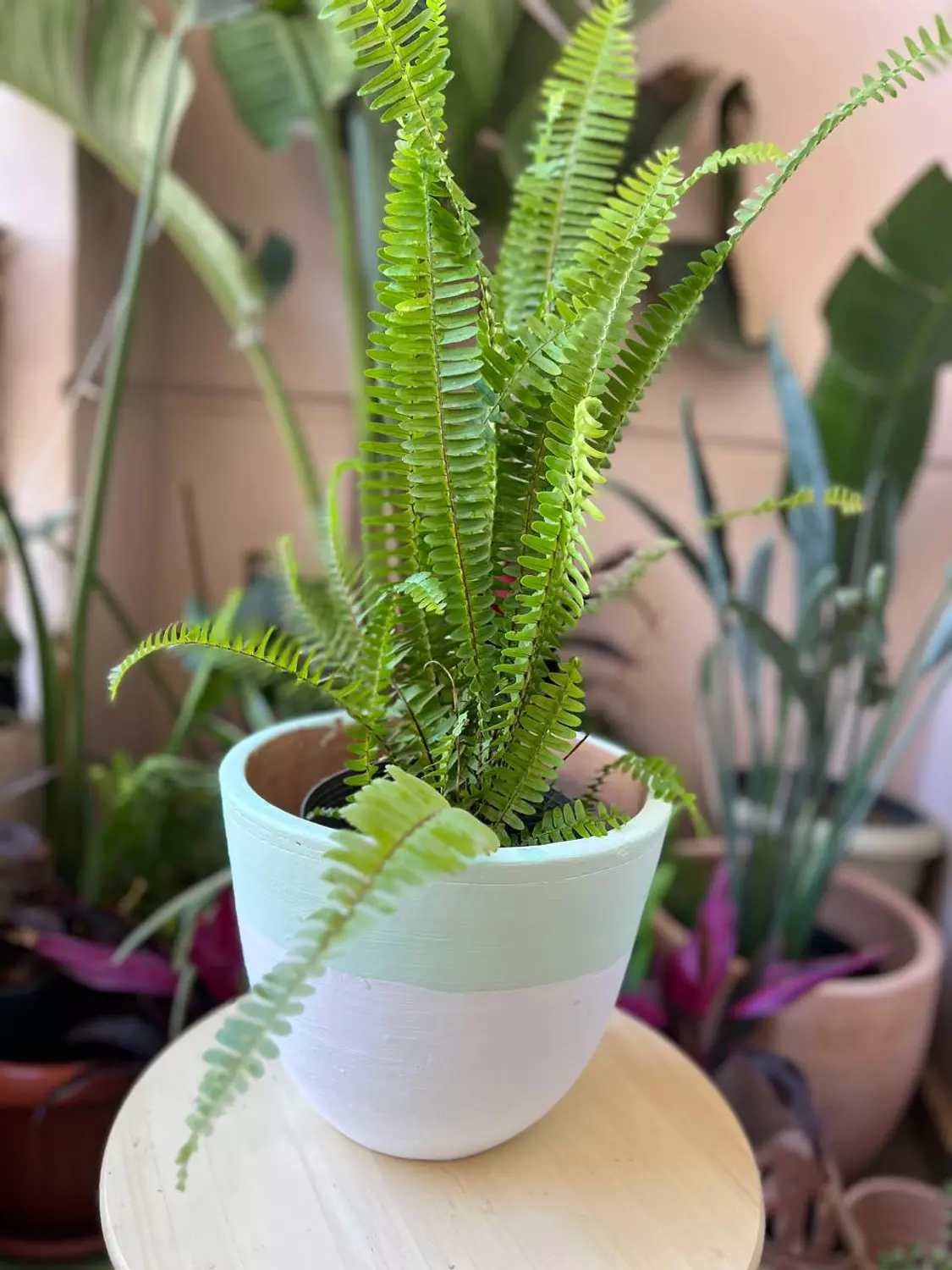 Mint Green X White Pottery Plant Pot Size 27 hover image