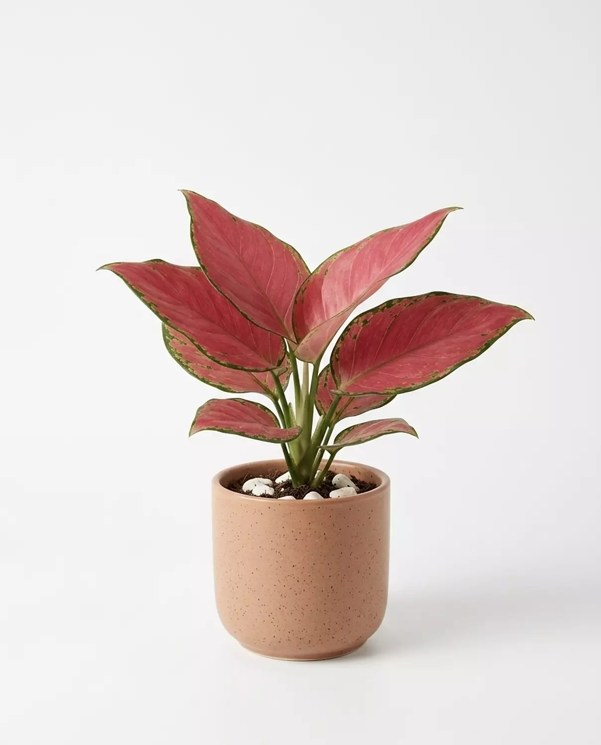 Aglaonema Super image