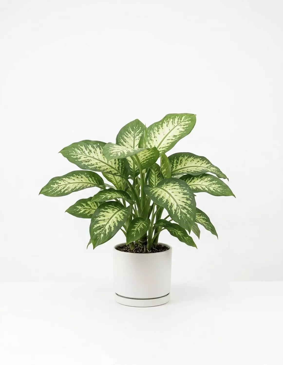 Dieffenbachia Tropic Snow image