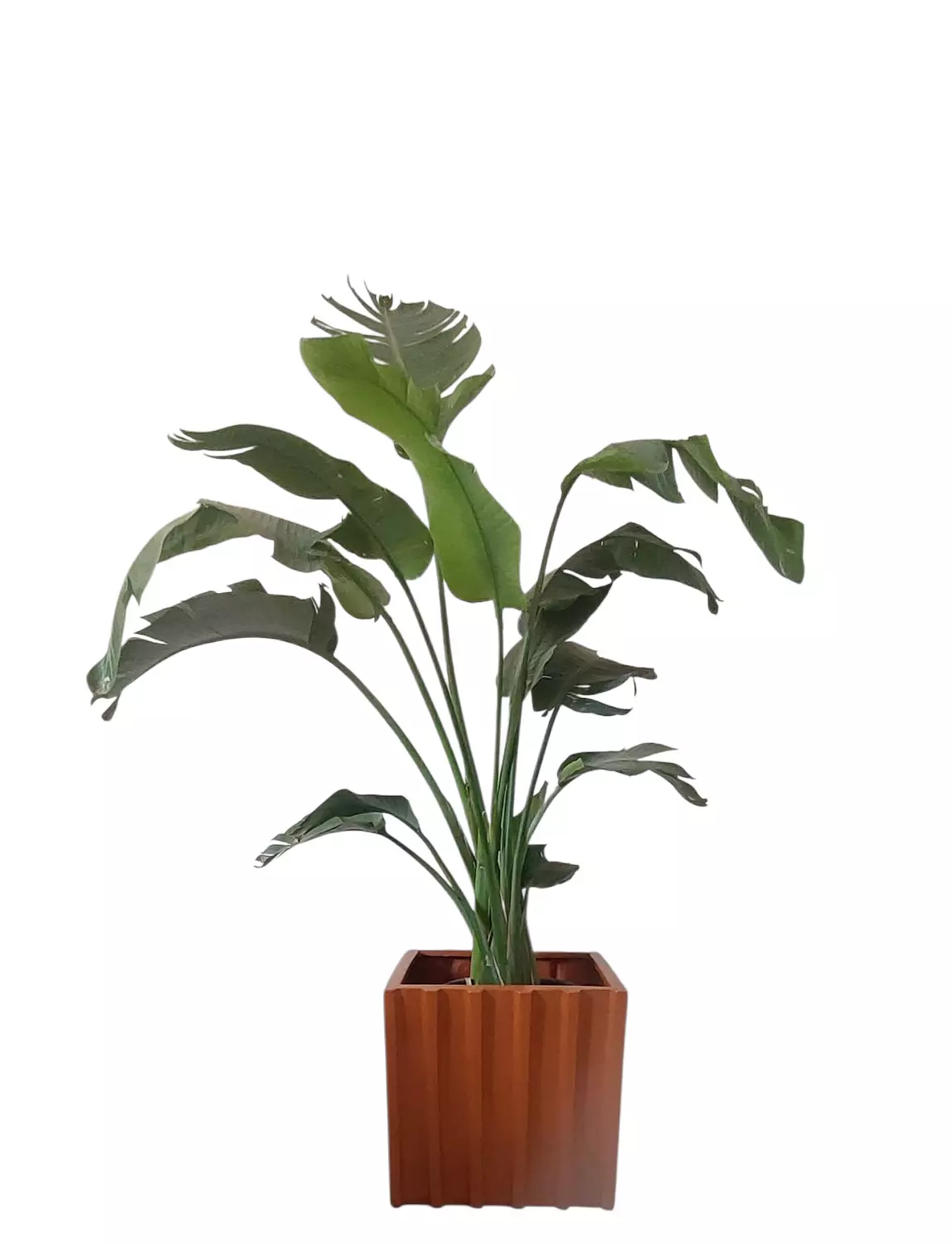 Augusta Plant with Terracotta Decorative Pot image