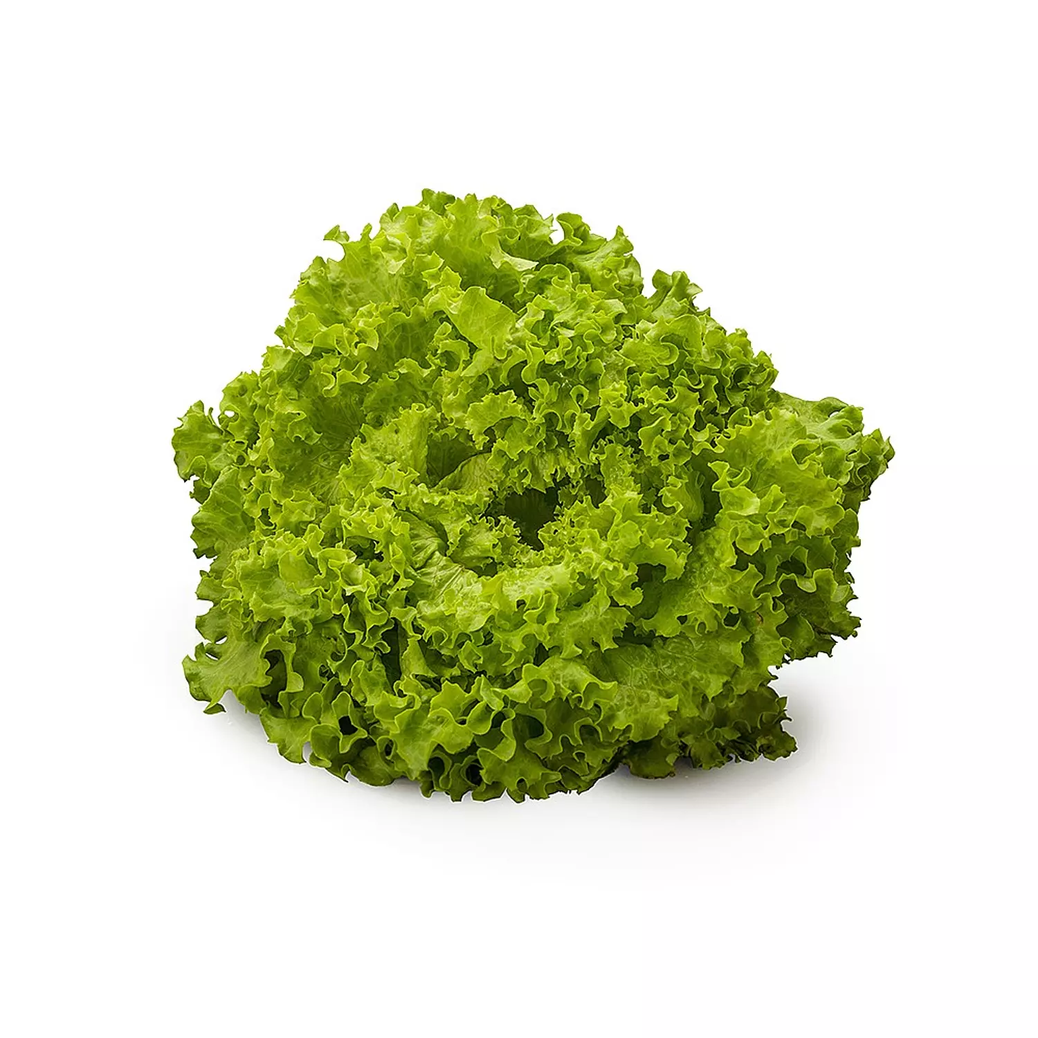 خس باتافيا أخضر (الواحدة)