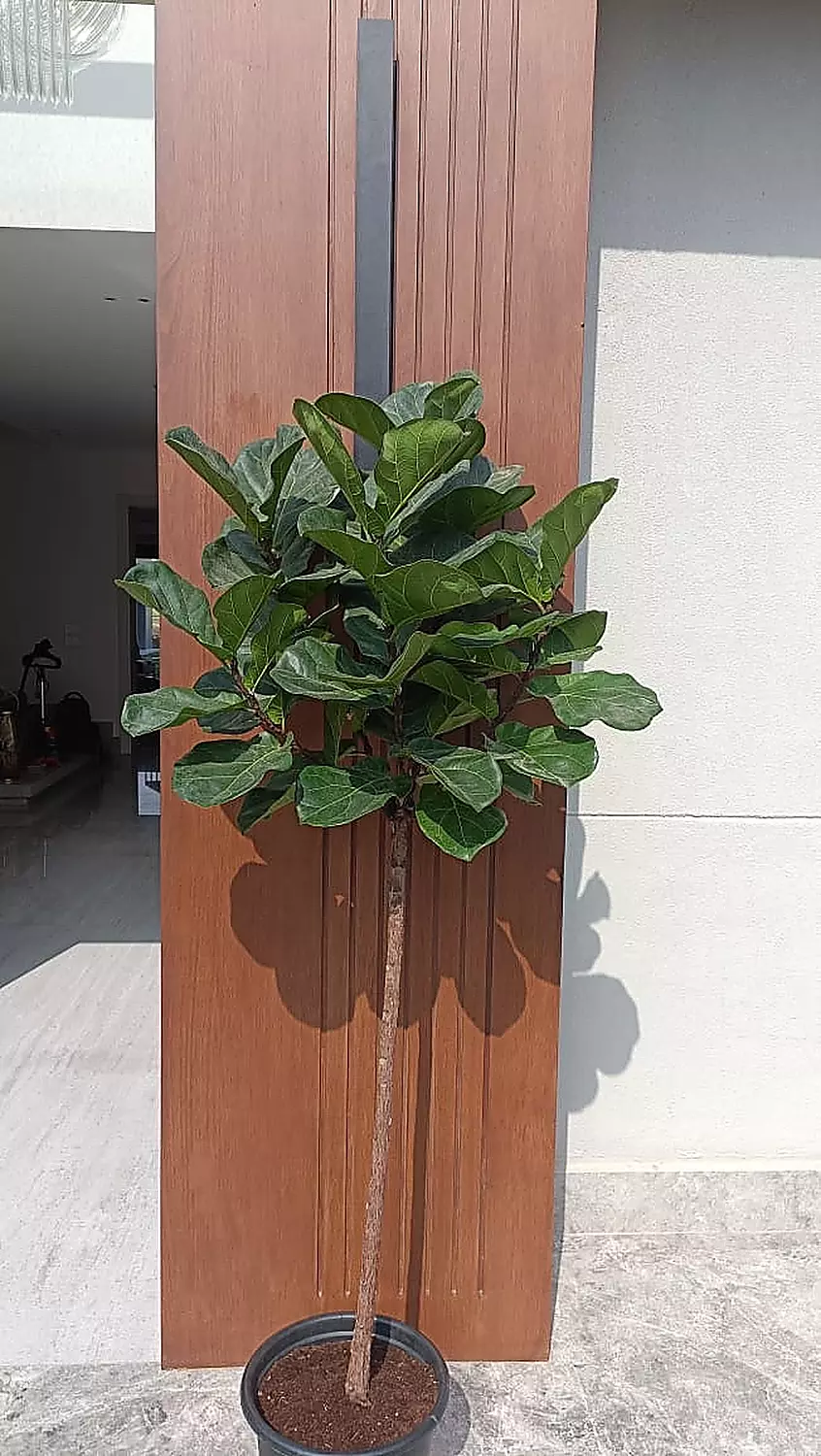 Fiddle Leaf Fig 2