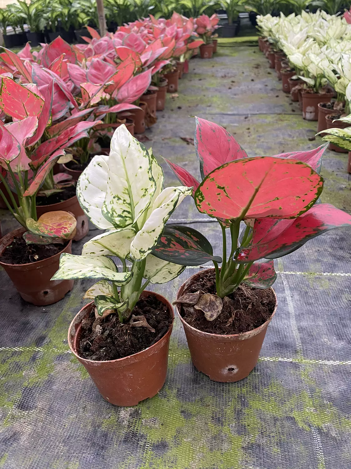 Aglaonema Super 5