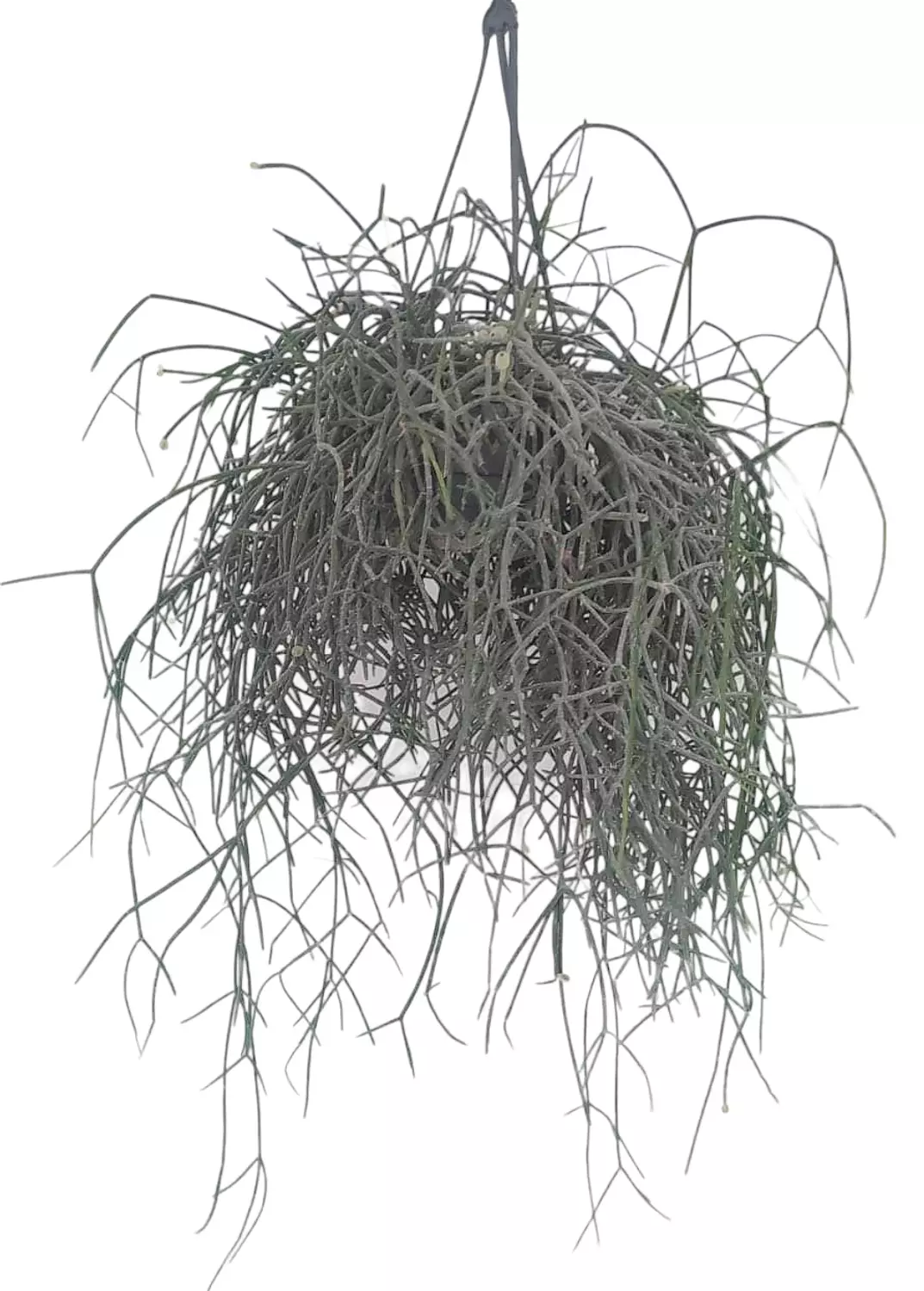 Rhipsalis image