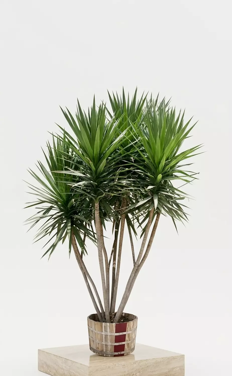   Dracaena Santa Rosa Outdoor  hover image