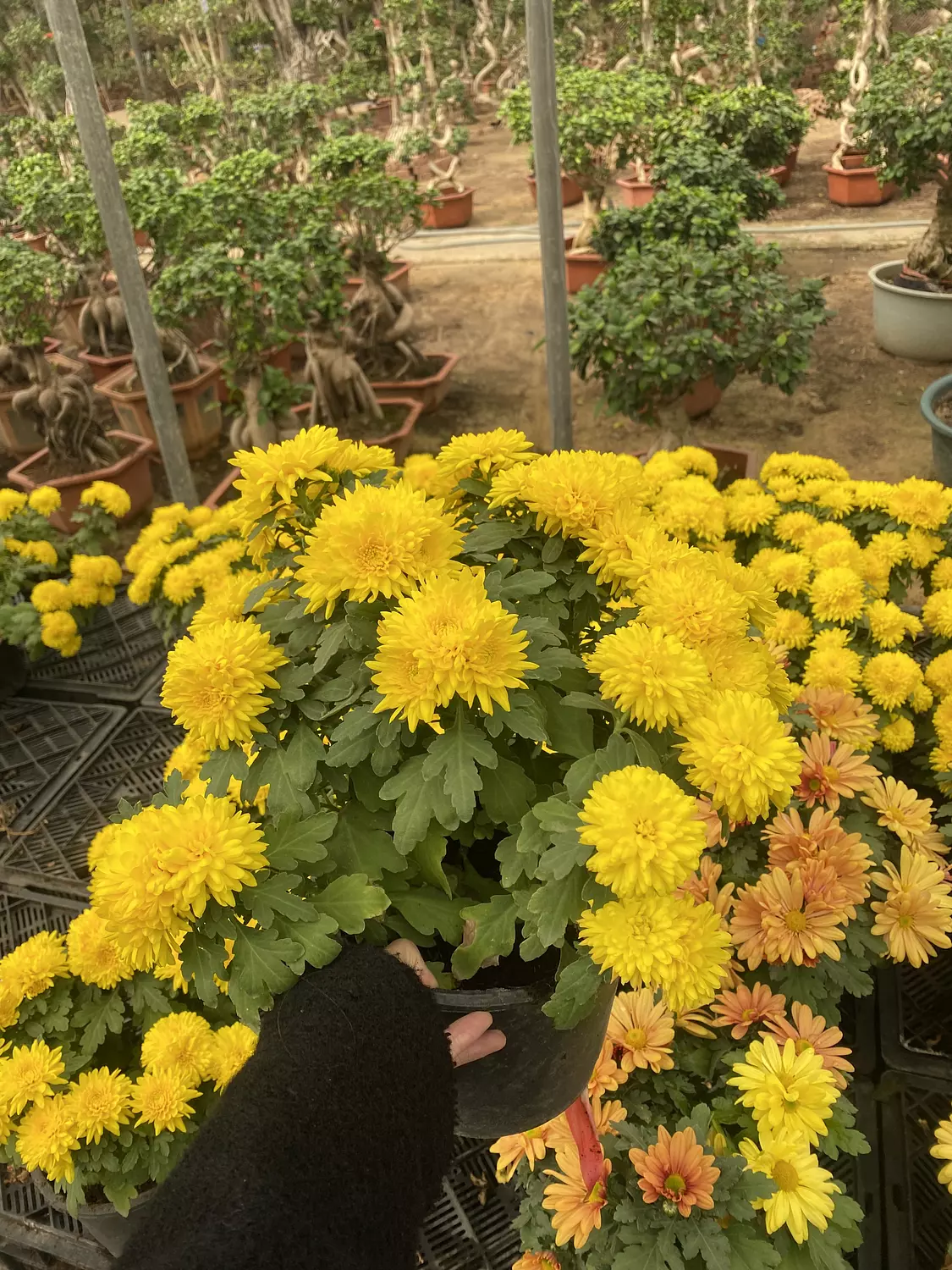 Chrysanthemum  3
