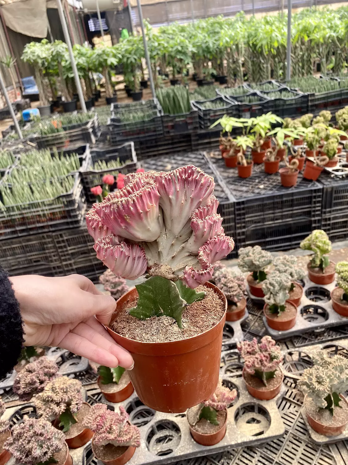 Coral Cactus hover image