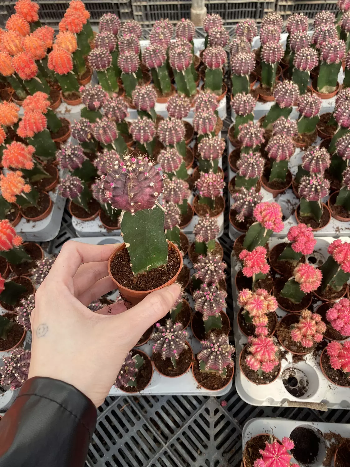 Bundle of 3 Neon Cactus 5