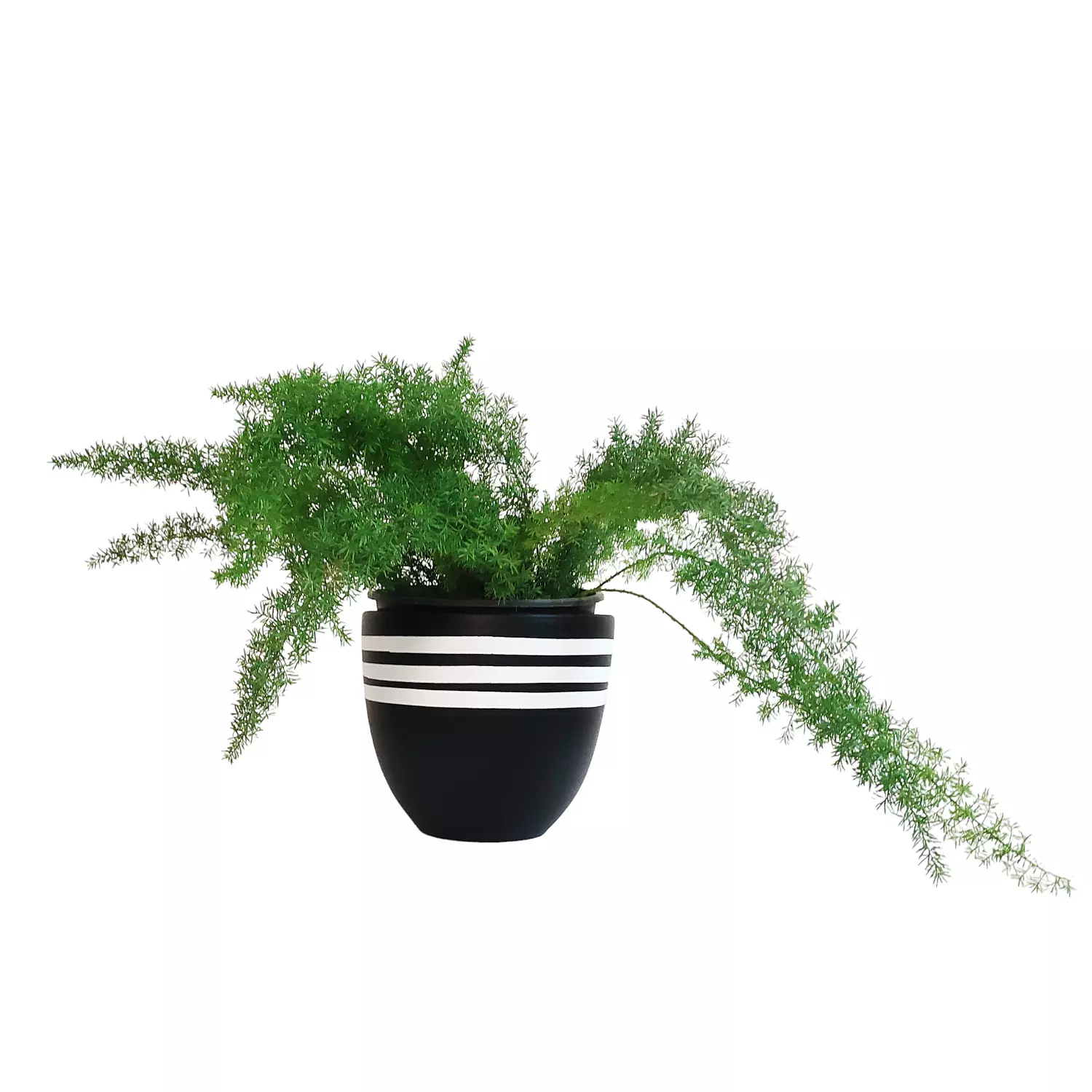 Asparagus hover image