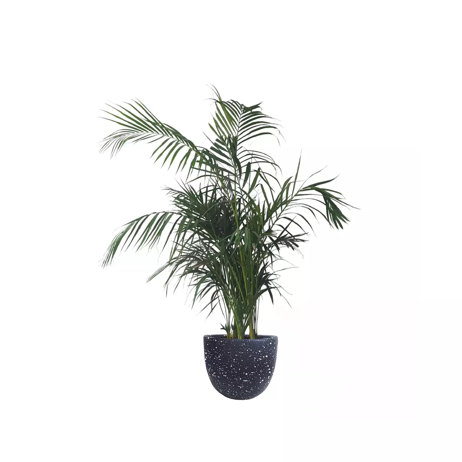 Areca Palm  5
