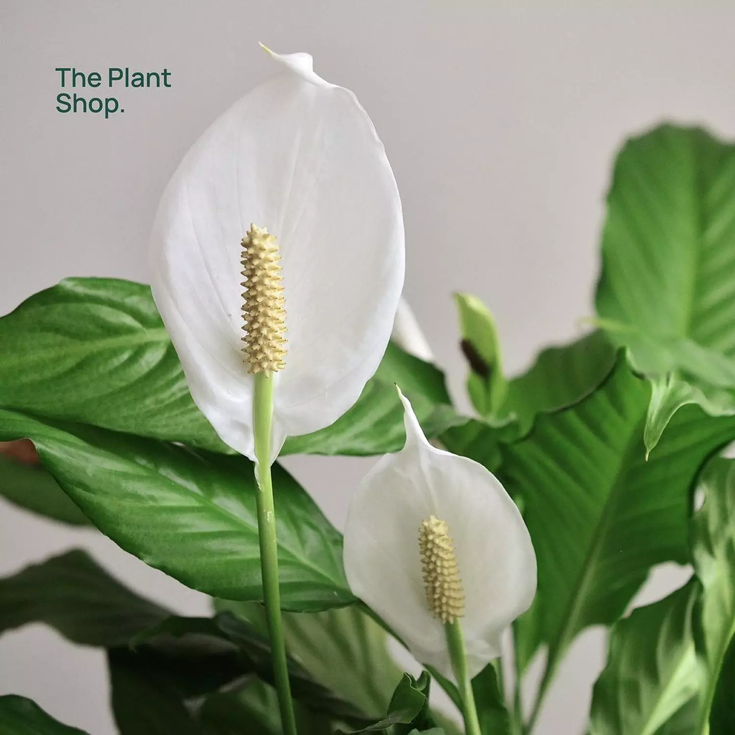 Peace Lily 2