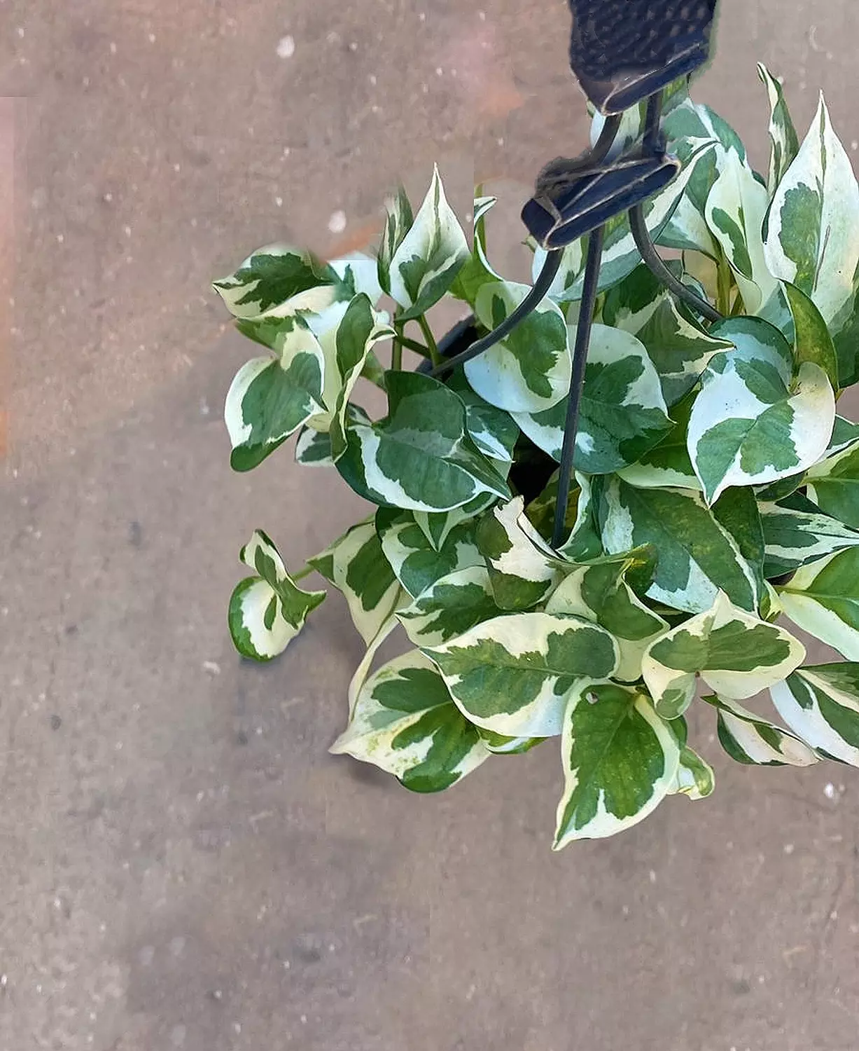 Hanging White Pothos  3