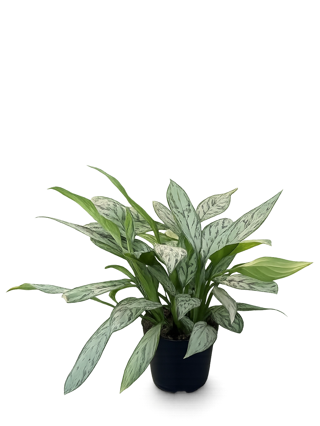 <h4 style="text-align: center"><span style="color: #2E2A26"><strong>Aglaonema 'Silver Queen'</strong></span></h4>