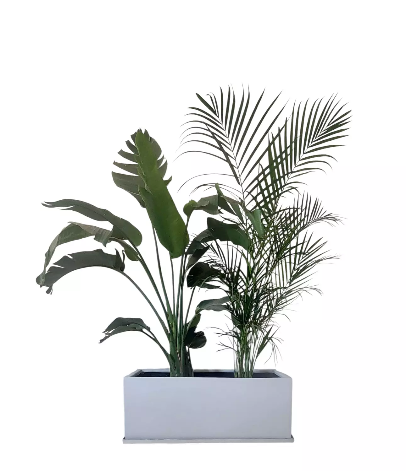 Areaca & Augusta with Rectangular Pot image