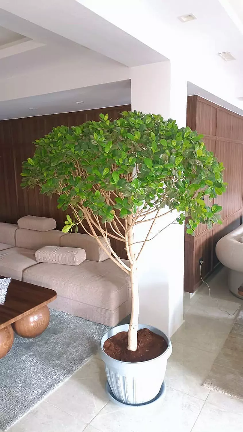 Ficus Panda hover image