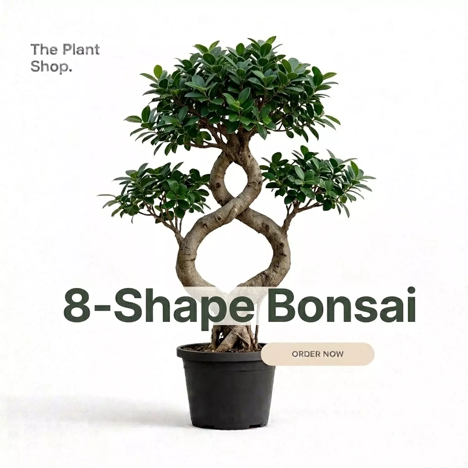 (8) Shape Bonsai image